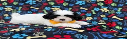 Shih Tzu dogs for sale: Shep - Ad 1