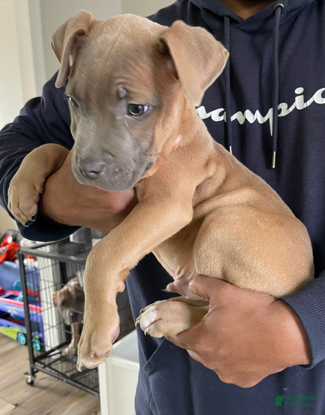 American Pit Bull Terrier dogs for sale: American Pit Bull Terrier Puppy 1 - Ad 1
