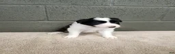 Border Collie dogs for sale: Willie - Pure Breed Border Collie - Ad 3