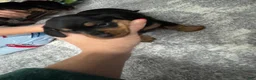 Miniature Dachshund dogs for sale: Miniature Dachshund 3 - Ad 7