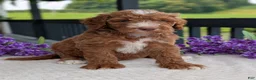 Goldendoodle dogs for sale: Charlie - Ad 15