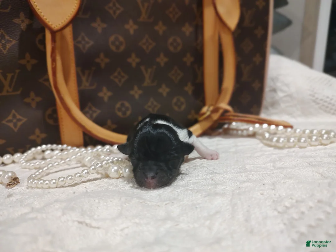 Chihuahua dogs for sale: Mia - Ad 2