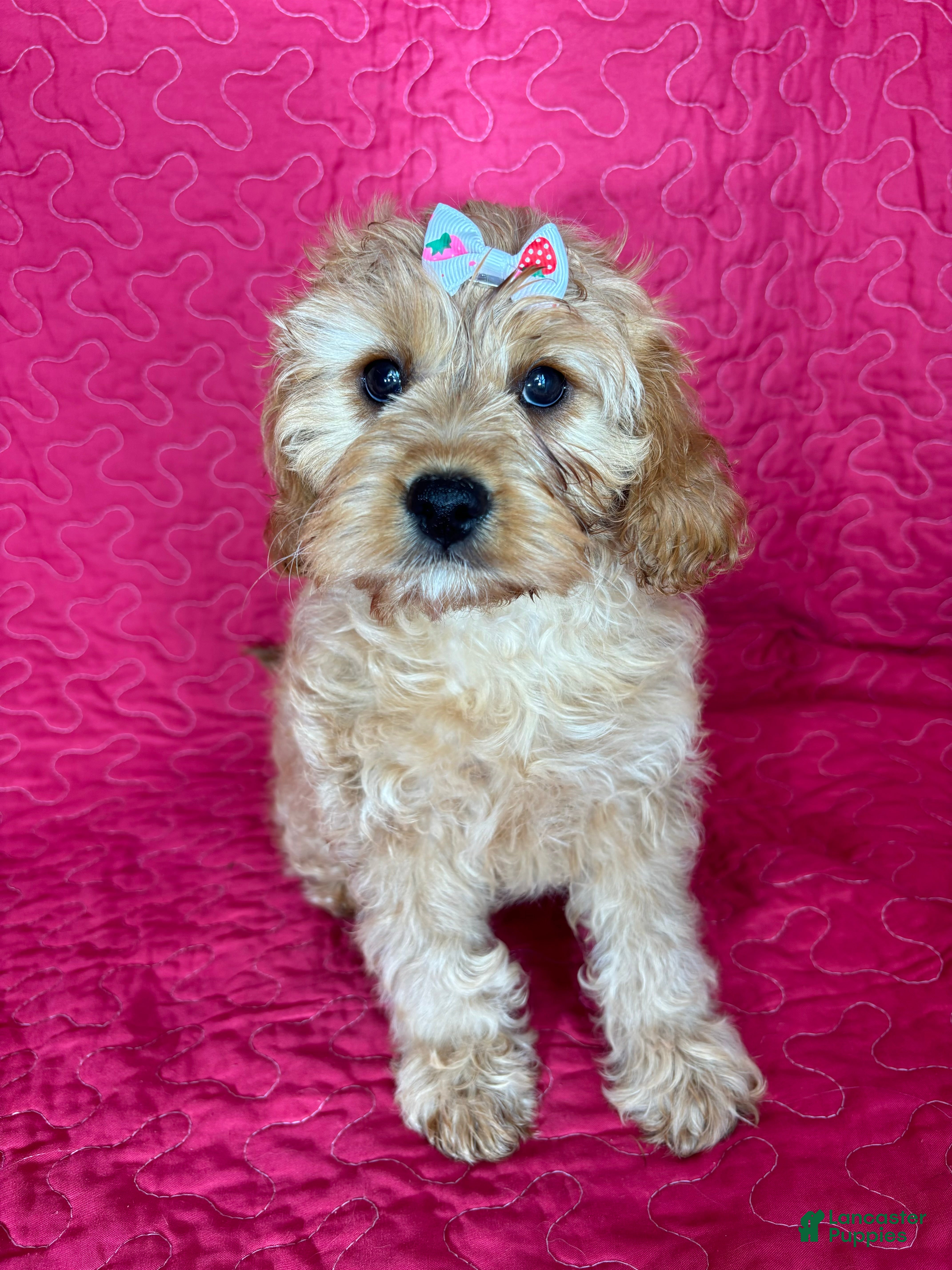 Cavapoo dogs Monica - Ad 34