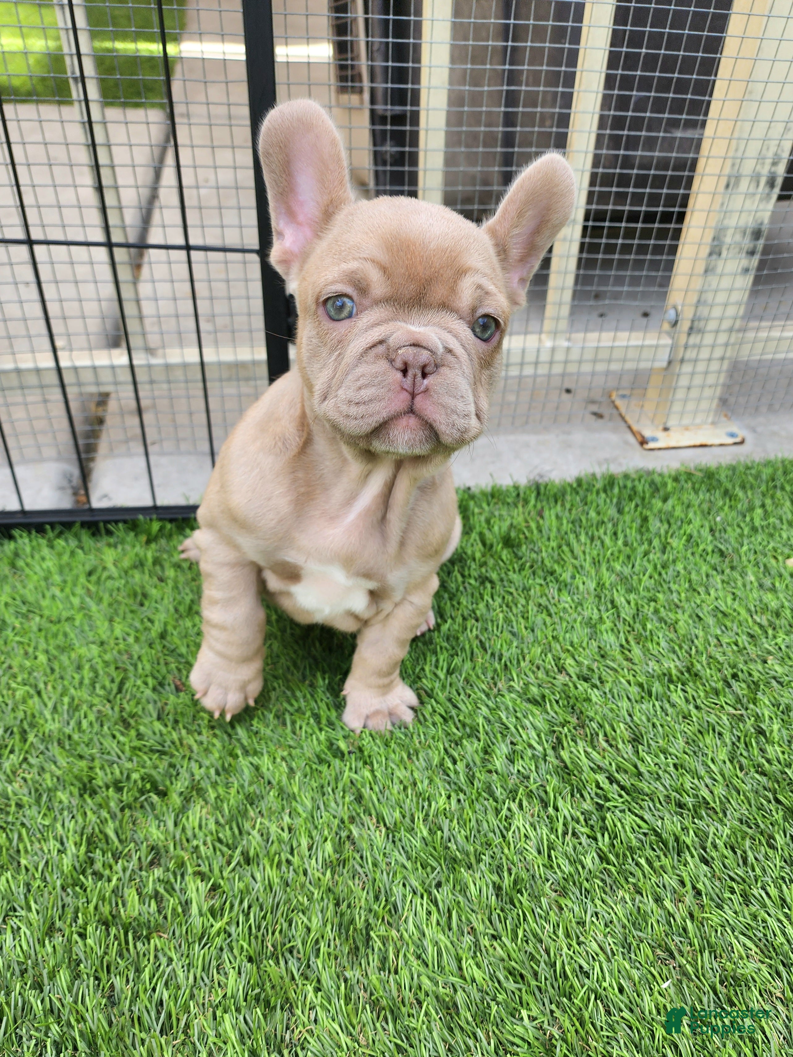 French Bulldog dogs Lilly  - Ad 1