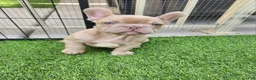 French Bulldog dogs for sale: Lilly  - Ad 1