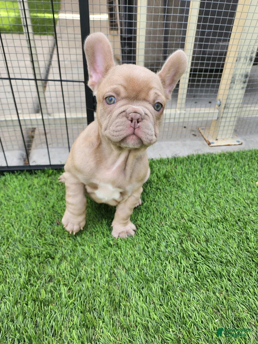 French Bulldog dogs for sale: Lilly  - Ad 1
