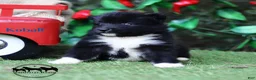 Nenets Herding Laika dogs for sale: Nenets Herding Laika 1 - Ad 4