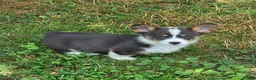 Welsh Corgi Pembroke dogs for sale: Lobo the low rider  - Ad 4