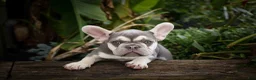 French Bulldog dogs for sale: Stella🌸 - Ad 4