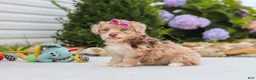 Havapoo dogs for sale: Claire - Ad 7
