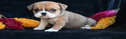 Mixed Breed dogs for sale: Macy - Ad 5
