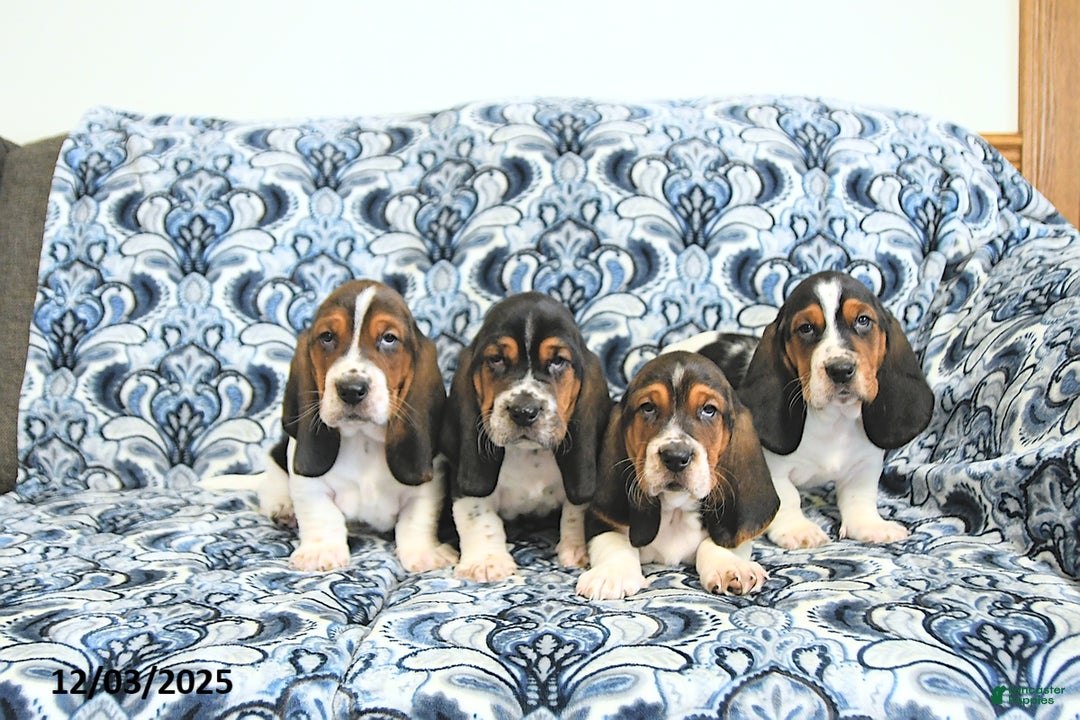 Basset Hound dogs for sale: Ella - Ad 3