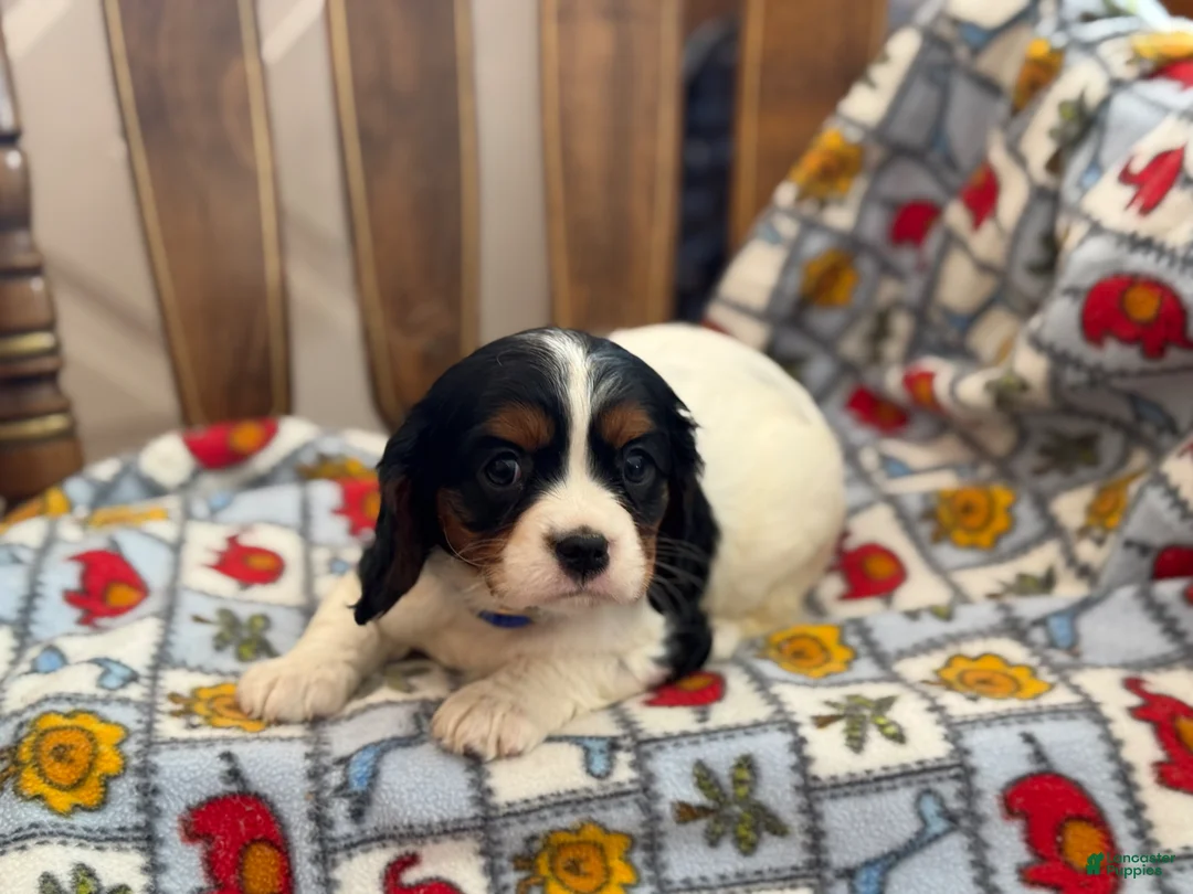 Cavalier King Charles Spaniel dogs for sale: Trixie - Ad 6