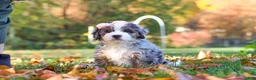 Mini Bernedoodle dogs for sale: Latte - Ad 5