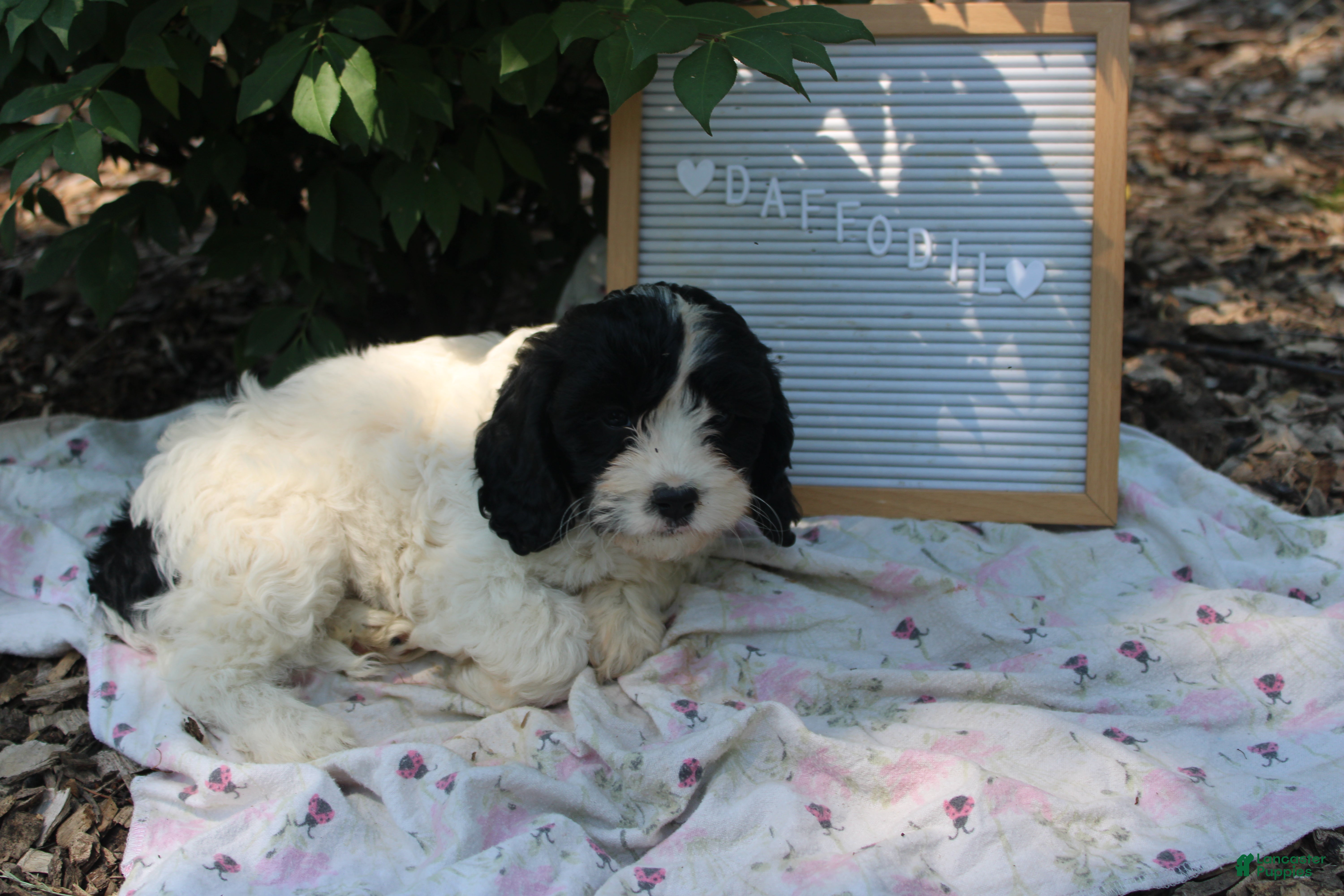 Cavapoo dogs Daffodil - Ad 1