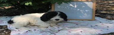 Daffodil