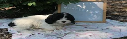 Cavapoo dogs for sale: Daffodil - Ad 1