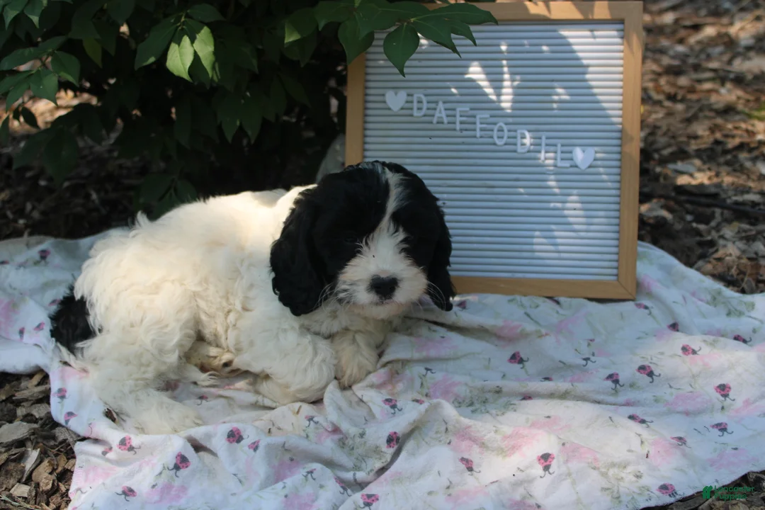 Cavapoo dogs for sale: Daffodil - Ad 1