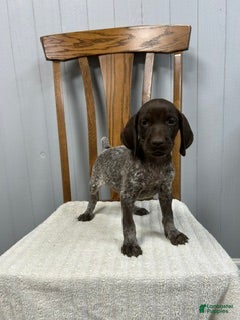 German Shorthaired Pointer dogs Nikki - Ad 1