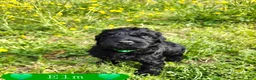 Giant Schnauzer dogs for sale: Giant Schnauzer Elm - Ad 3