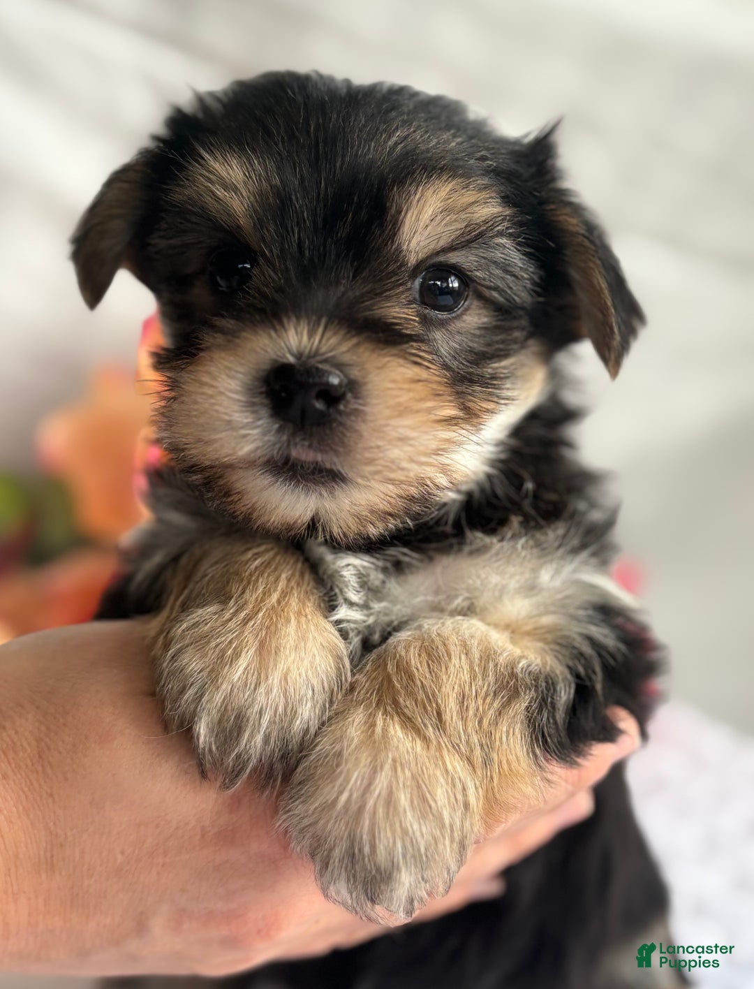Morkie dogs for sale: Noel - Ad 6