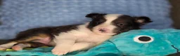 Shetland Sheepdog dogs for sale: Tallahassee AKC - Ad 3