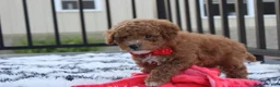Bichpoo dogs for sale: Kirian  - Ad 6