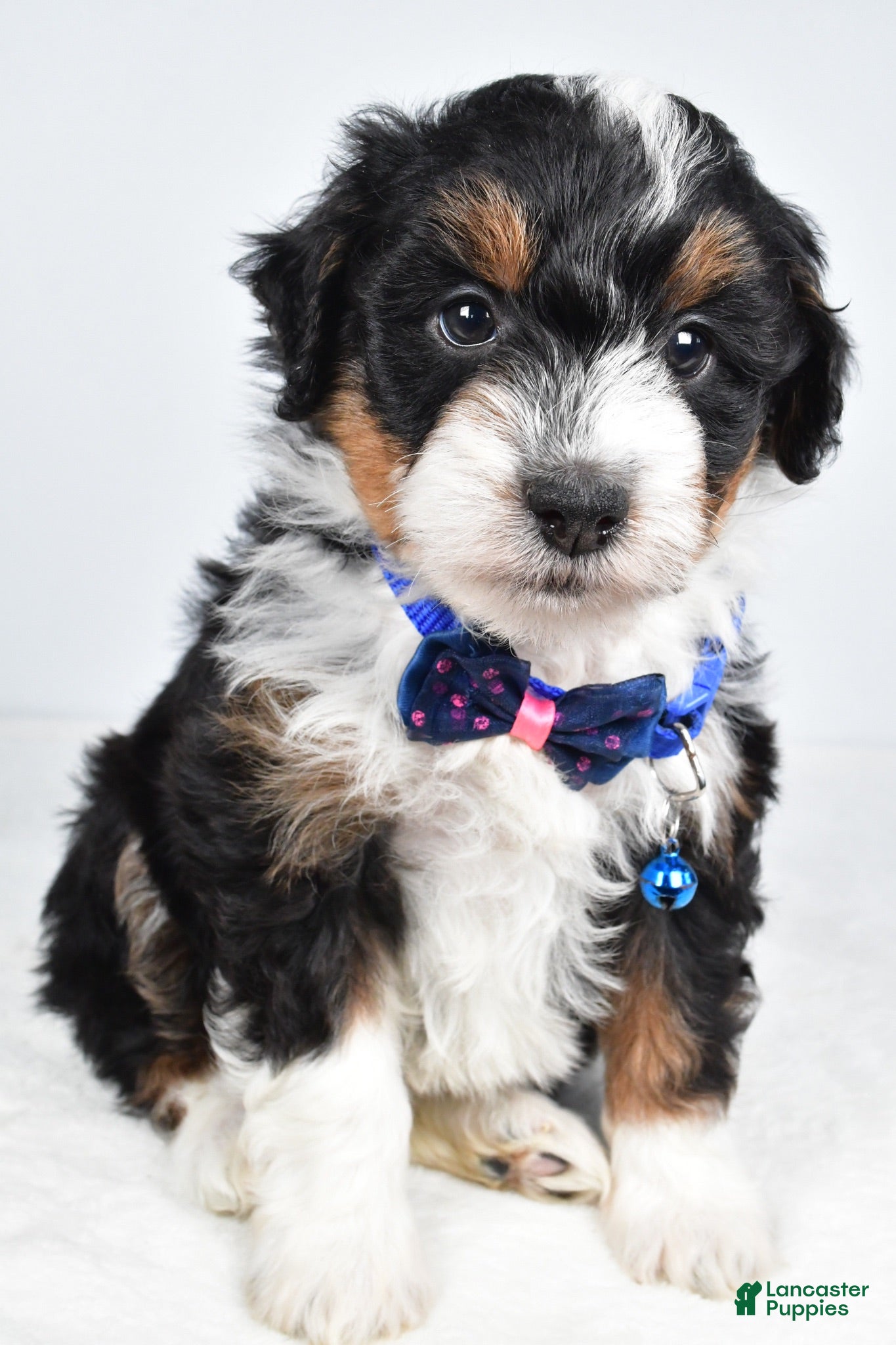 Mini Aussiedoodle dogs Gern - Ad 2