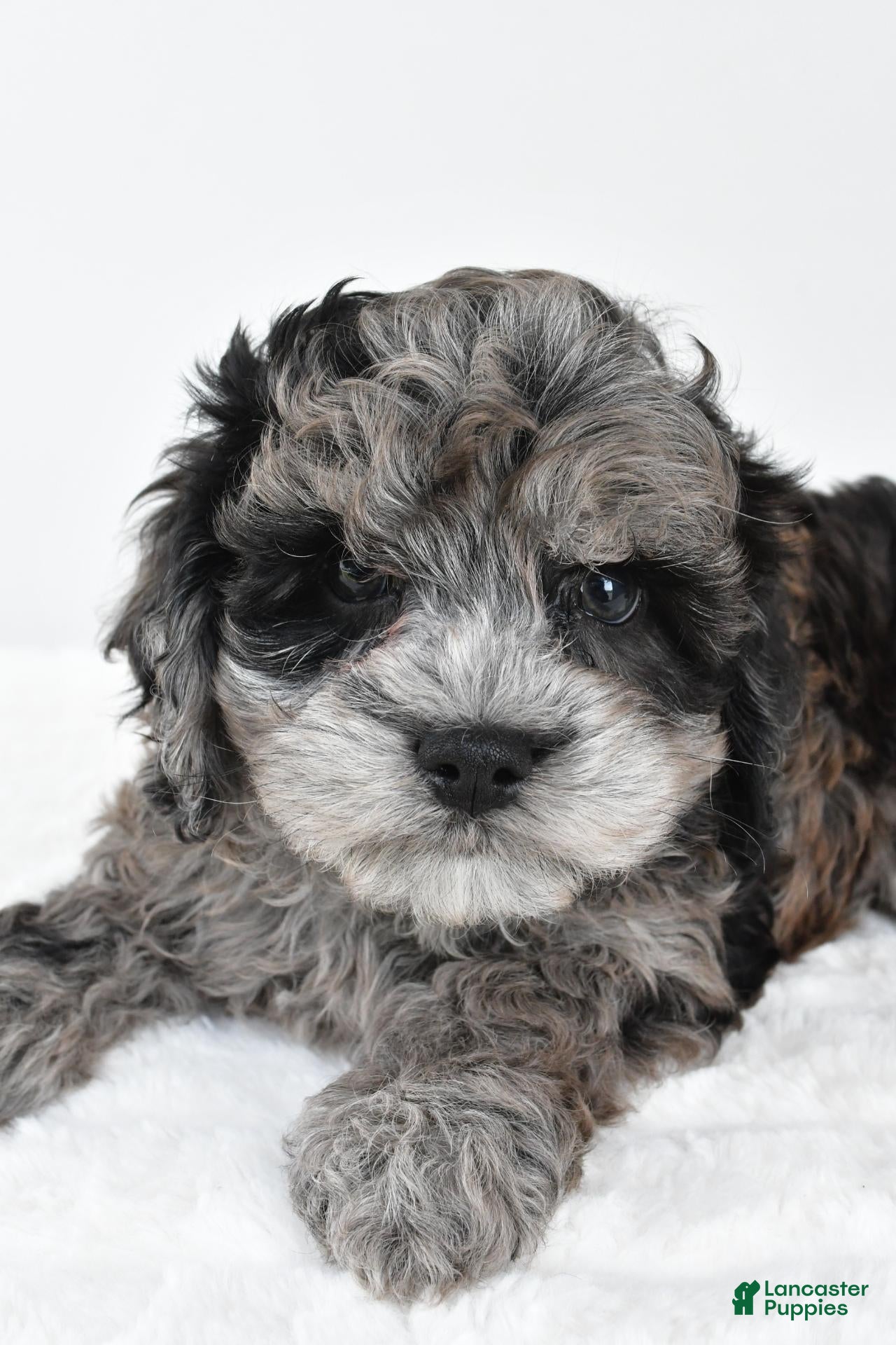 Cockapoo dogs for sale: Marshall - Ad 2