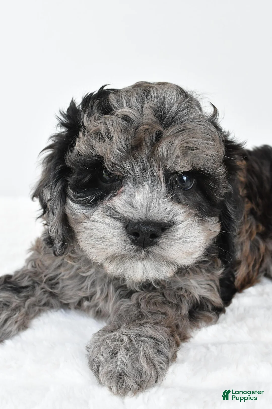 Cockapoo dogs for sale: Marshall - Ad 2