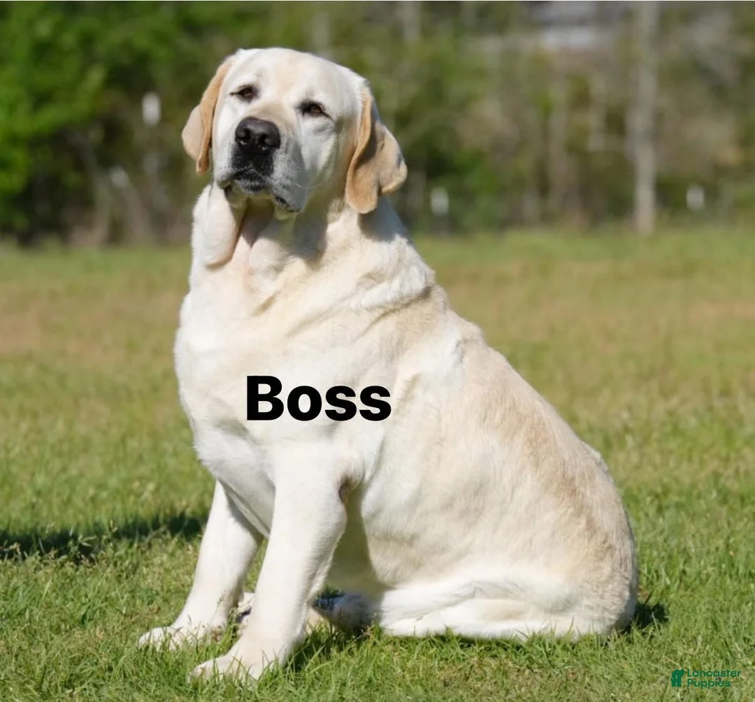 Labrador Retriever dogs for sale: Labrador Retriever Puppy 1 - Ad 6