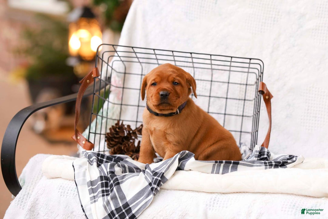 Labrador Retriever dogs for sale: Nicolle - Ad 2