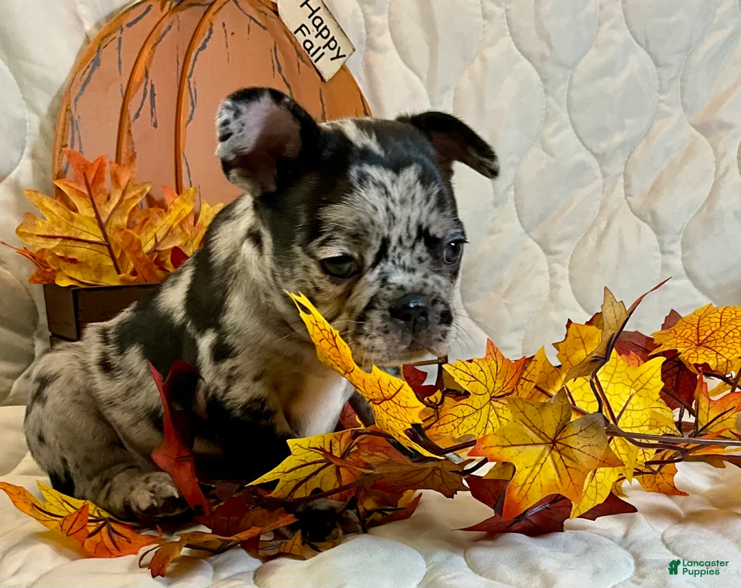 French Bulldog dogs for sale: Force  - Ad 2