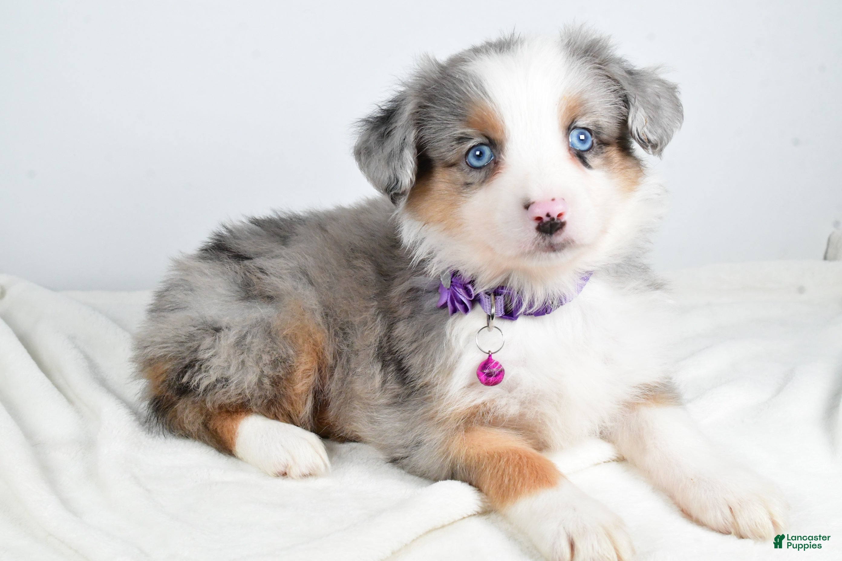 Miniature Australian Shepherd dogs Jenny - Ad 37