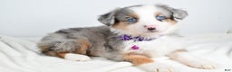 Miniature Australian Shepherd dogs for sale: Jenny - Ad 1