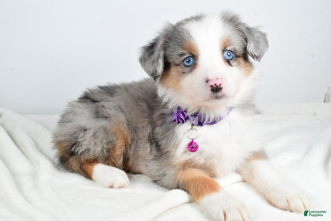 Miniature Australian Shepherd dogs for sale: Jenny - Ad 1