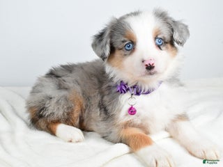 Miniature Australian Shepherd dogs Jenny - Ad 5