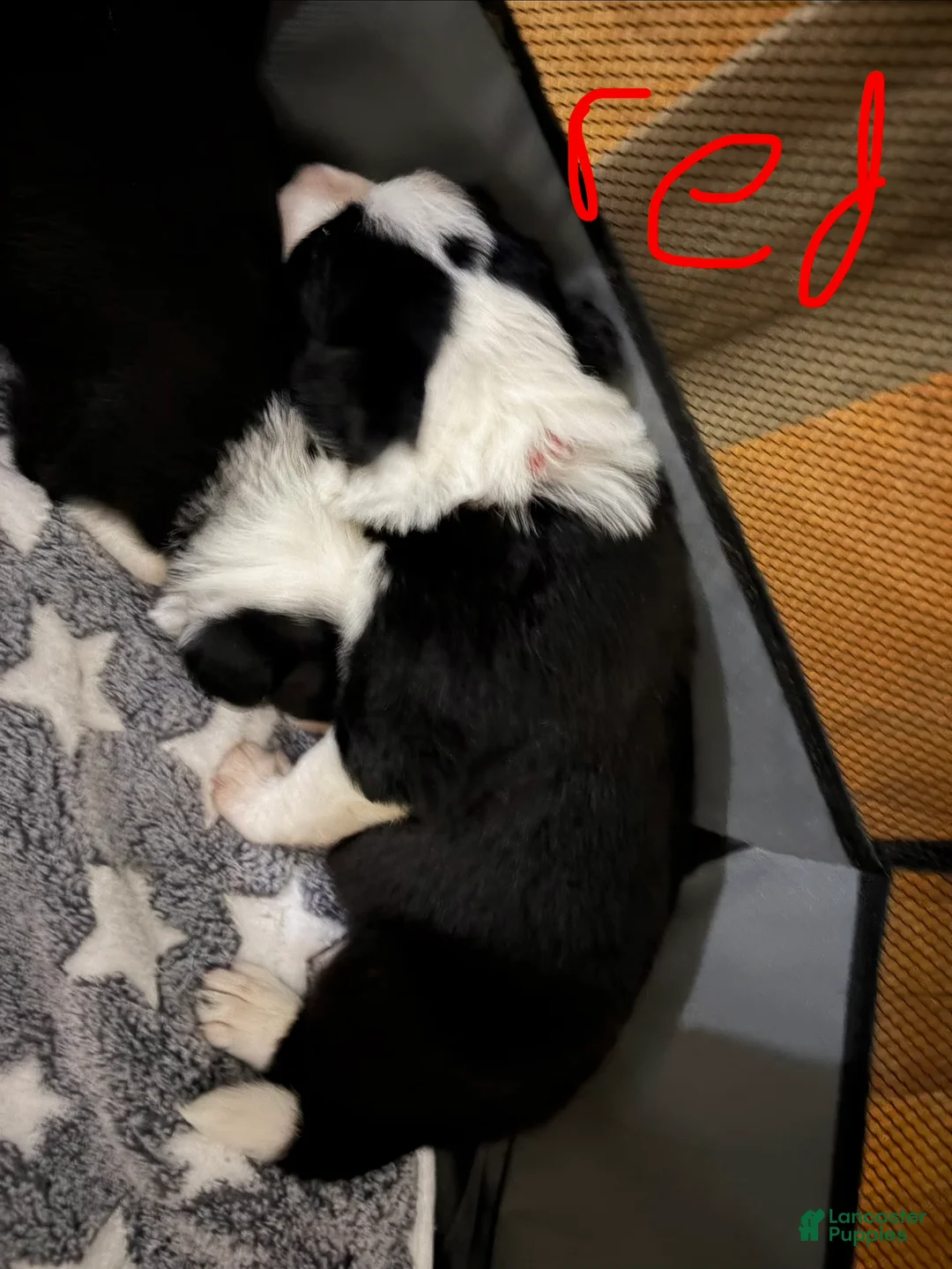Border Collie dogs for sale: Red - Ad 2