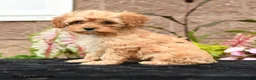 Cavapoo dogs for sale: Valentino - Ad 5