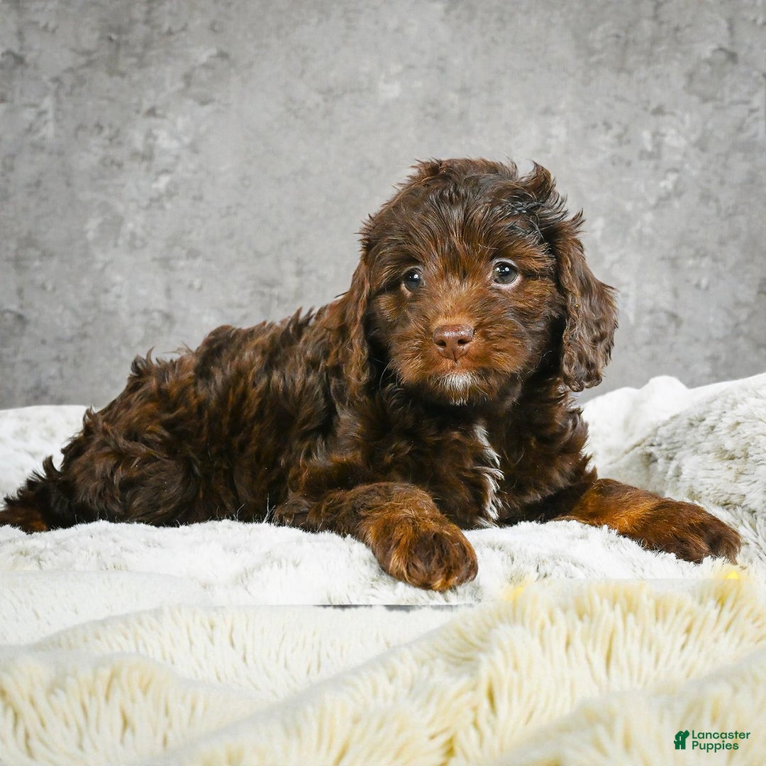 Cockapoo dogs for sale: callie - Ad 6