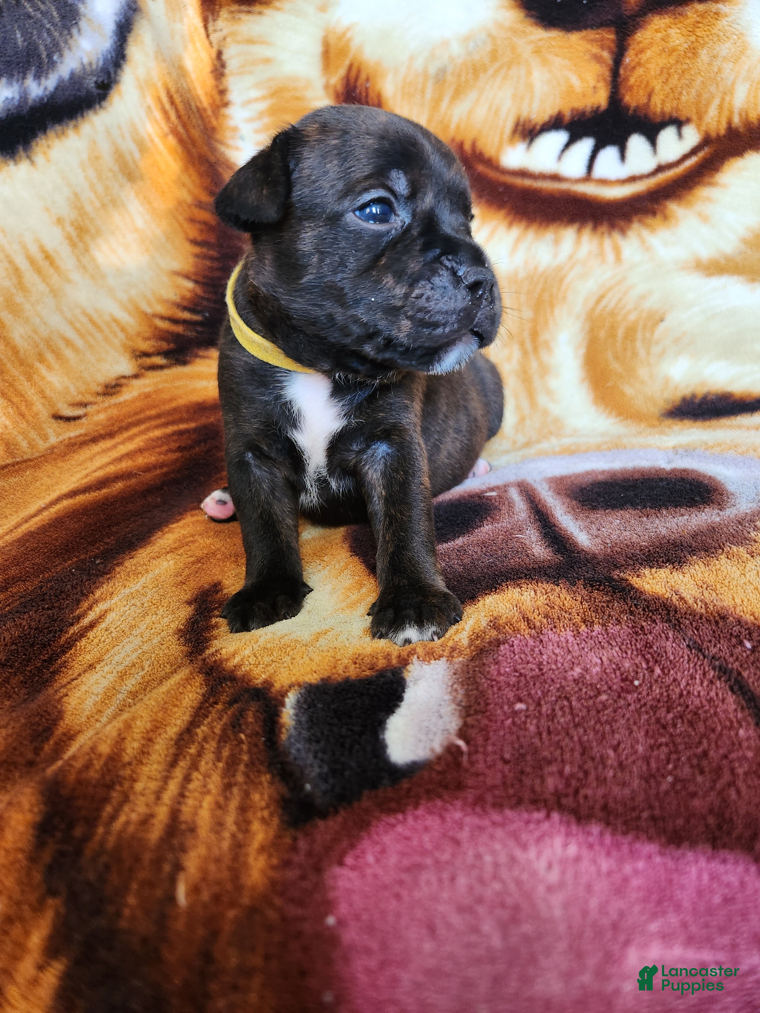 Staffordshire Bull Terrier dogs Yolo - Ad 2