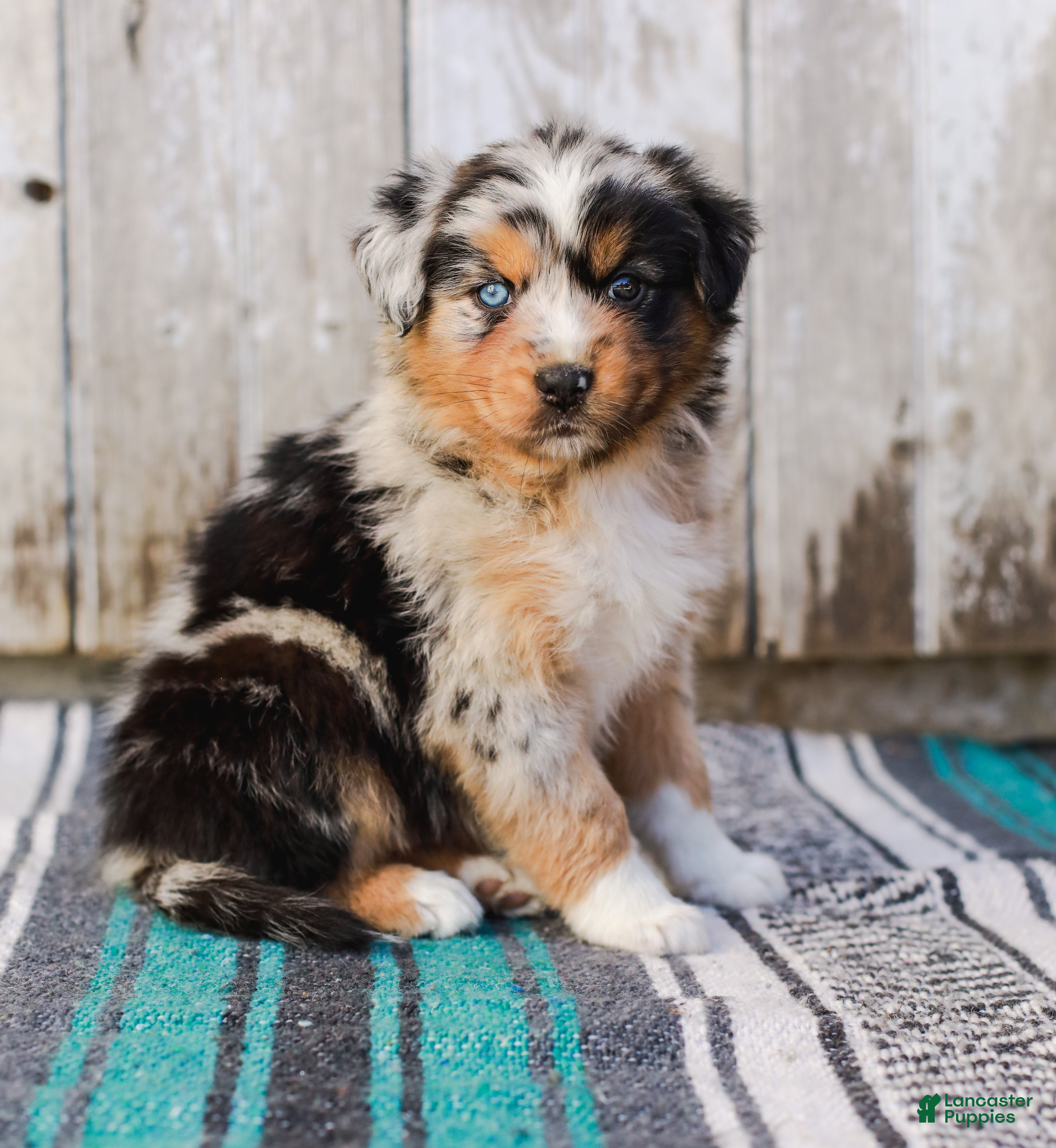Australian Shepherd dogs Kayden - Ad 1