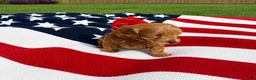 Mini Goldendoodle dogs for sale: Mini Goldendoodle 6 - Ad 5