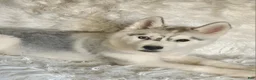 Siberian Husky dogs for sale: Balto - Ad 3