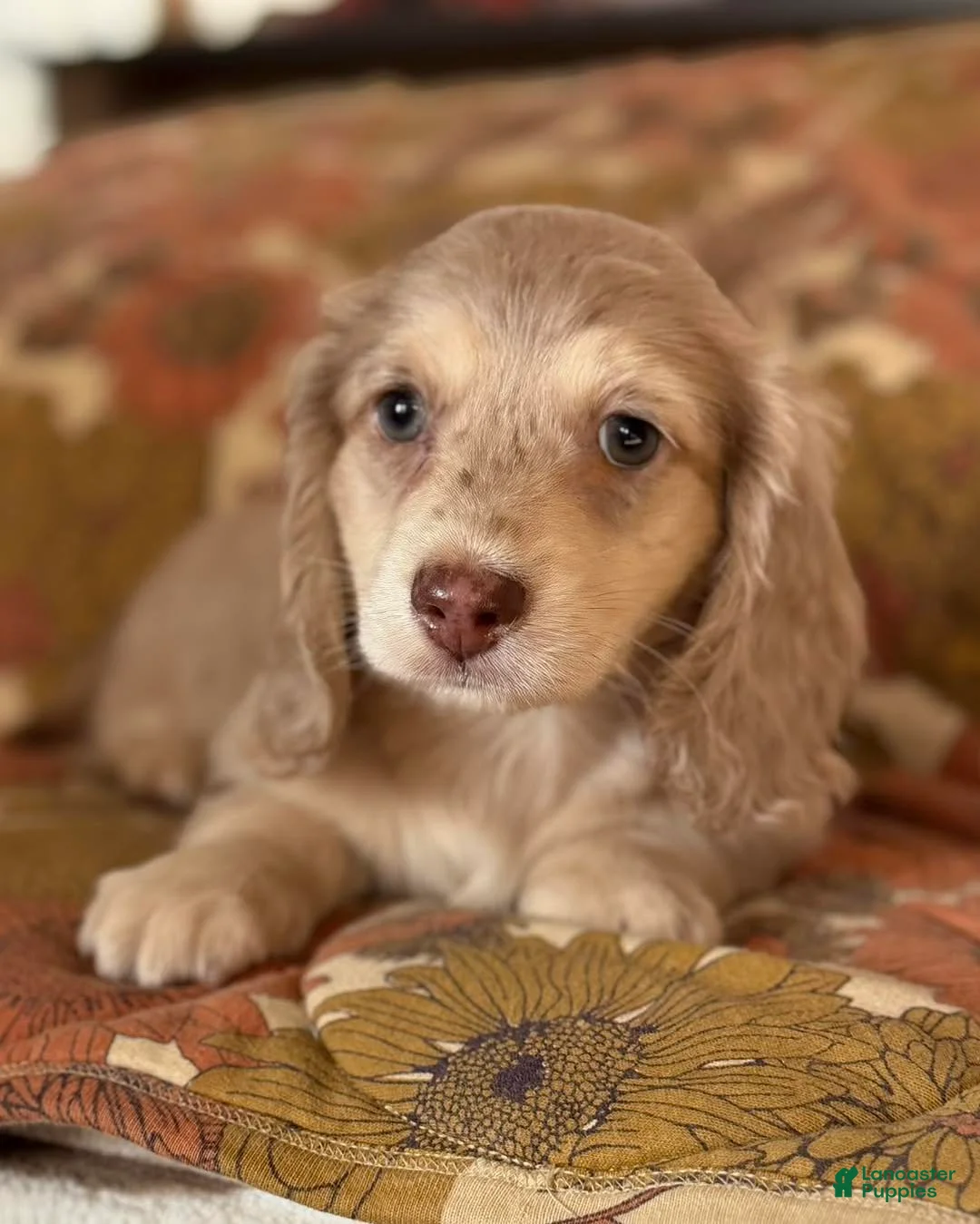 Miniature Dachshund dogs for sale: Miniature Dachshund Puppy 4 - Ad 2