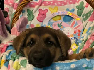 German Shepherd dogs German Shepherd Puppy 3 - Ad 12