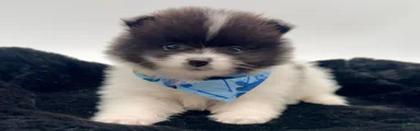 AKC Clark