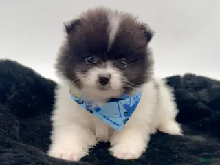 Pomeranian dogs AKC Clark - Ad 1