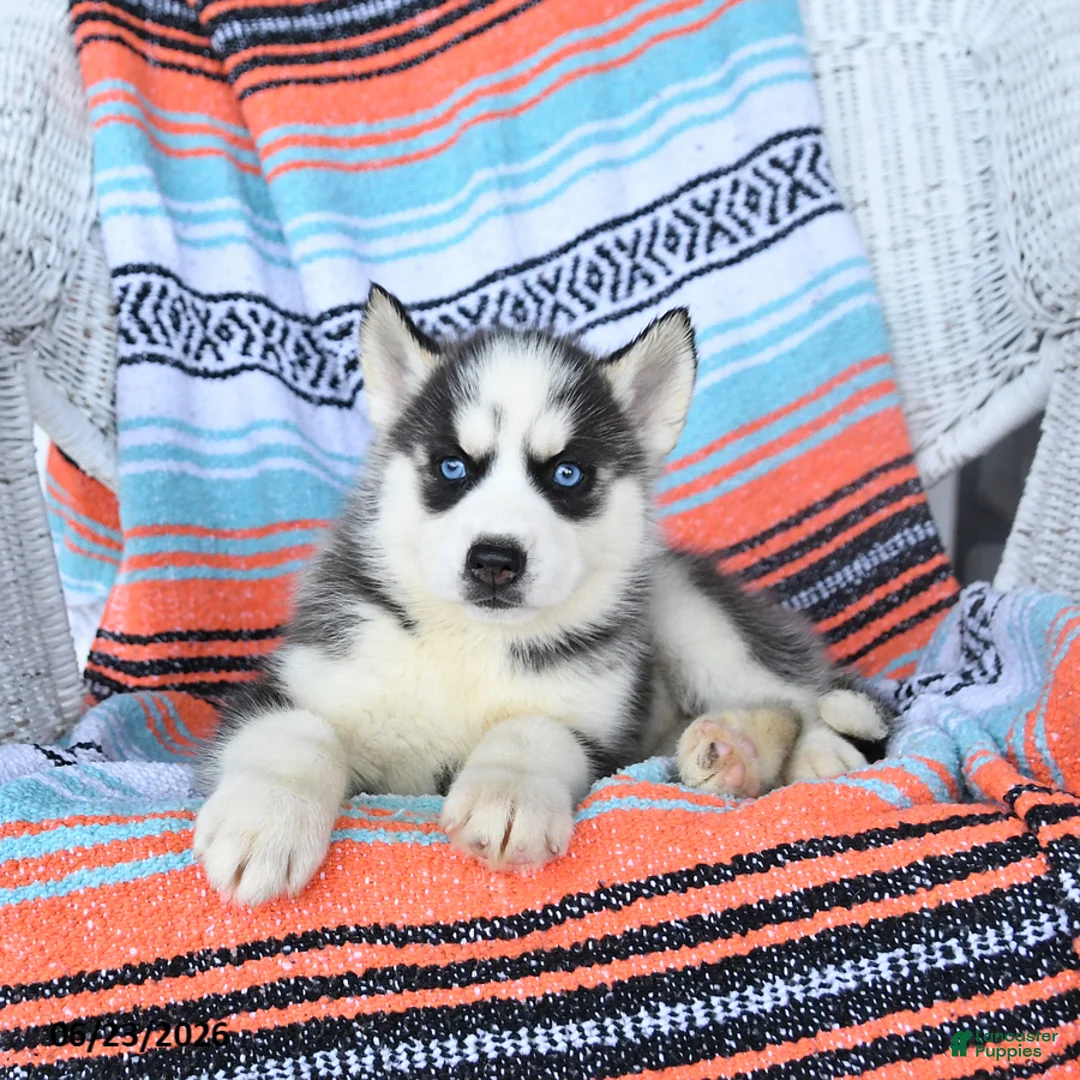 Siberian Husky dogs for sale: Silver - Ad 2