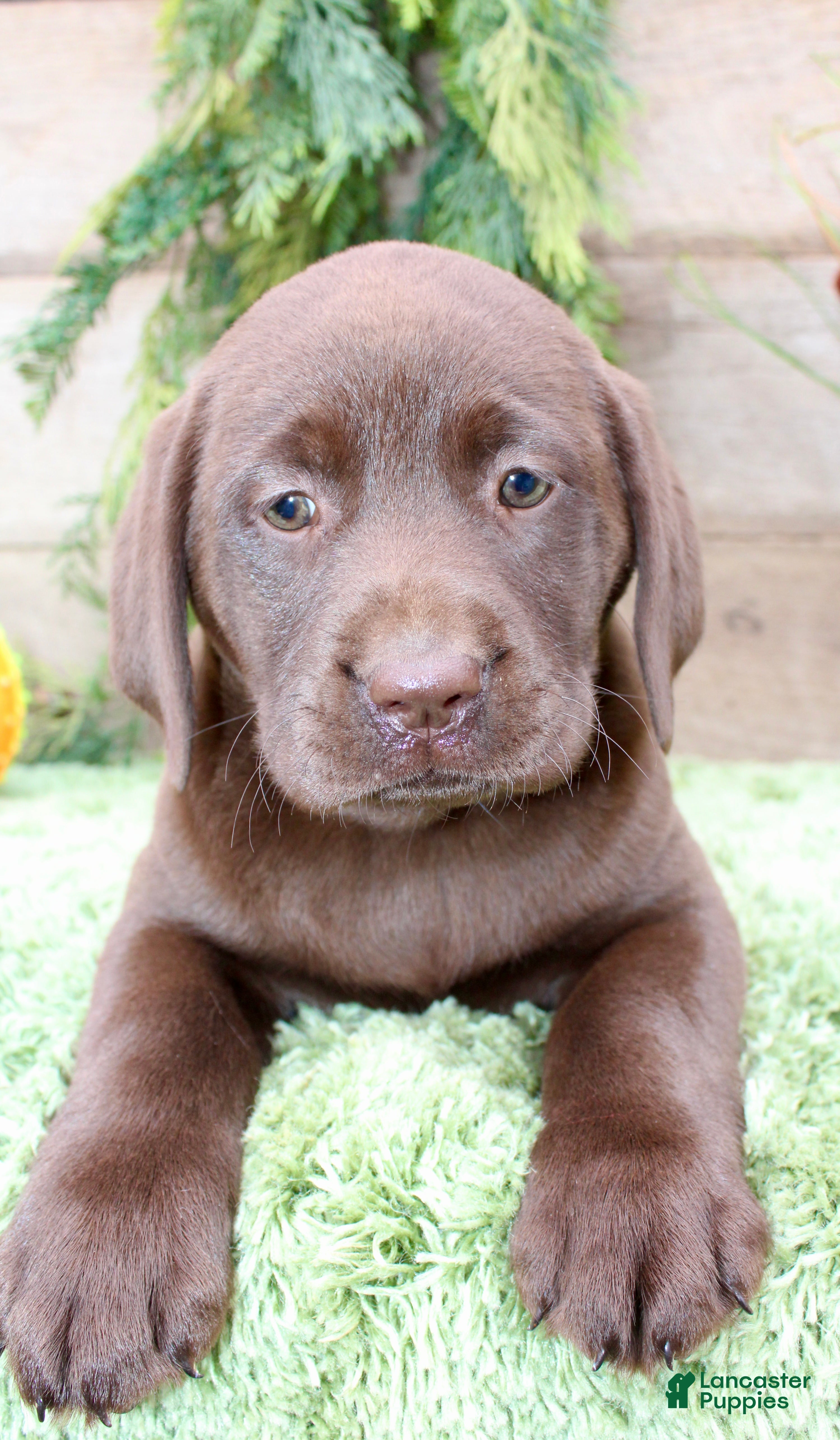 Labrador Retriever dogs Stacy - Ad 1